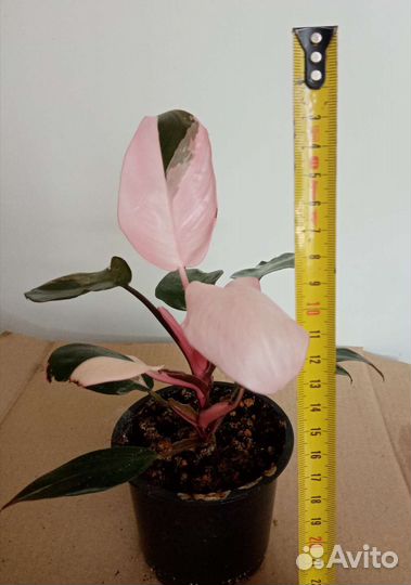 Филодендрон розовая принцесса