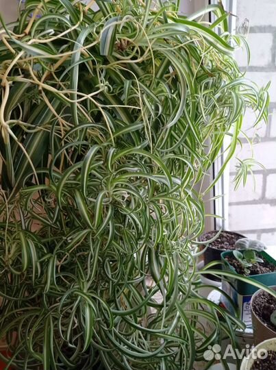 Хлорофитум хохлатый(кудрявый) Бони