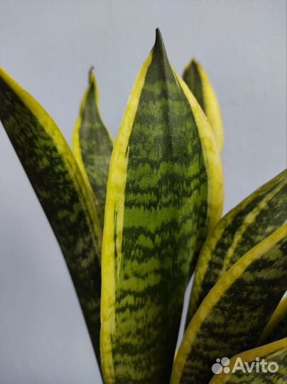 Сансевиерия вариегатная