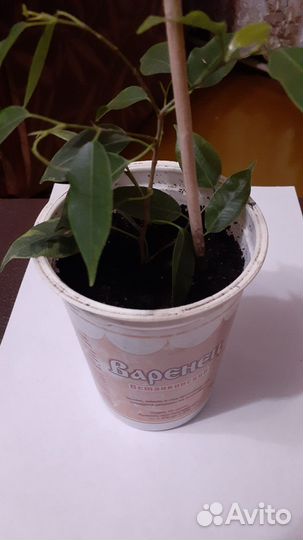 Фикус Бенджамина