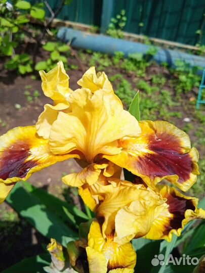 Ирисы бородатые сортовые