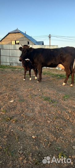 Корова с теленком