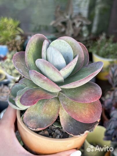 Суккуленты