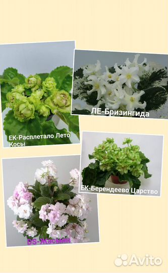 Детки сортовых фиалок