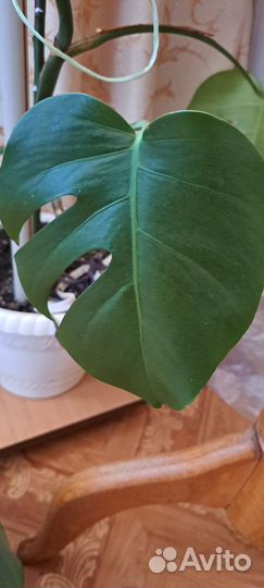 Филодендрон Сканденс