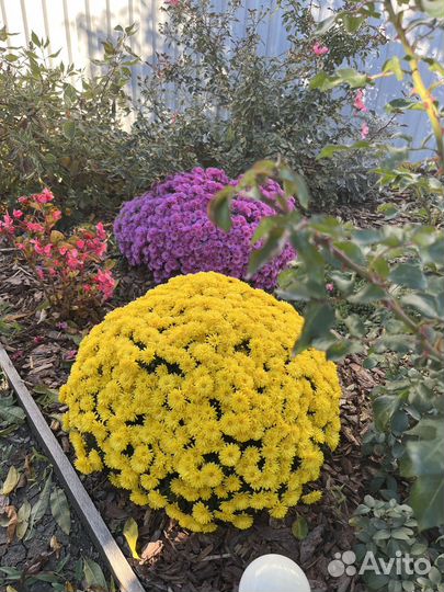 Хризантема мультифлора