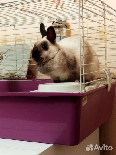 Кролик декоративный