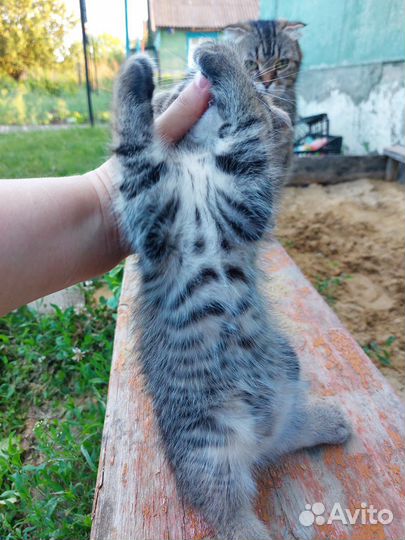 Котенок вислоухий