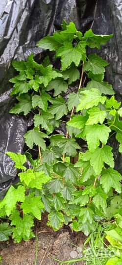 Смородина белая и чёрная Багира, Не ягоды