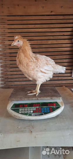 Куры несушки молодки