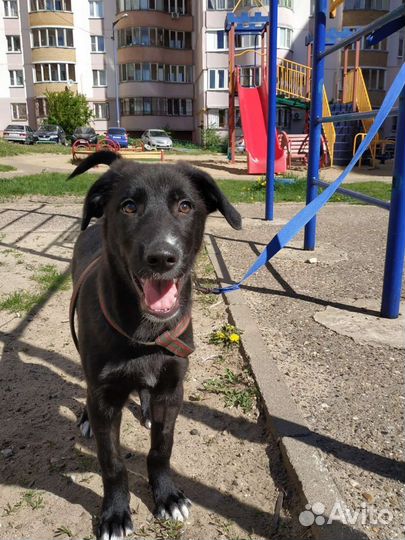 Щенки бесплатно