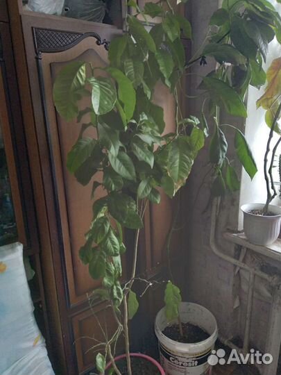 Лимонное дерево