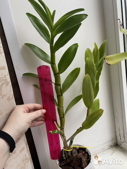 Дендробиум