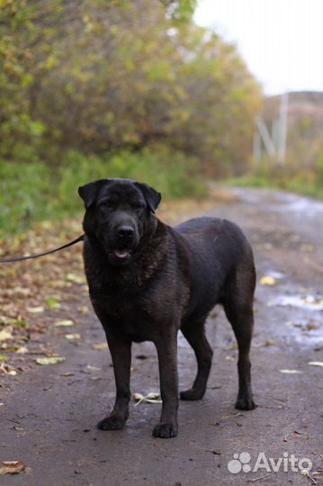 Метис шарпея