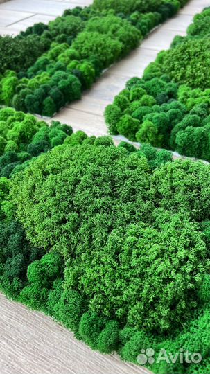 Стабилизированный мох