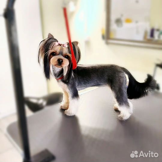 Стрижка Йорк и Бивер