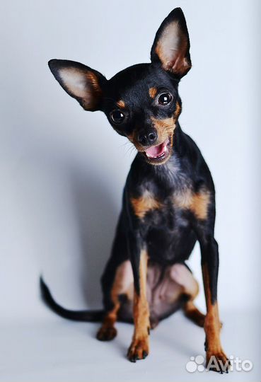 Мини той-терьер