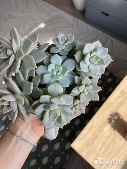 Суккулентый садик