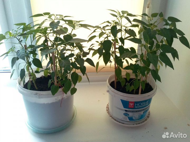 Комнатный перчик Огонёк