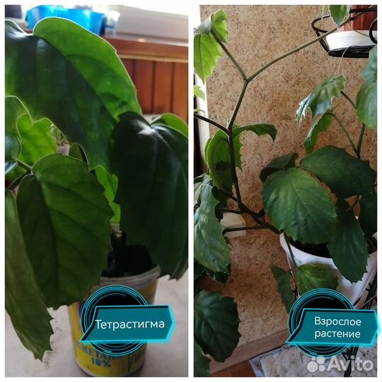 Тетрастигма