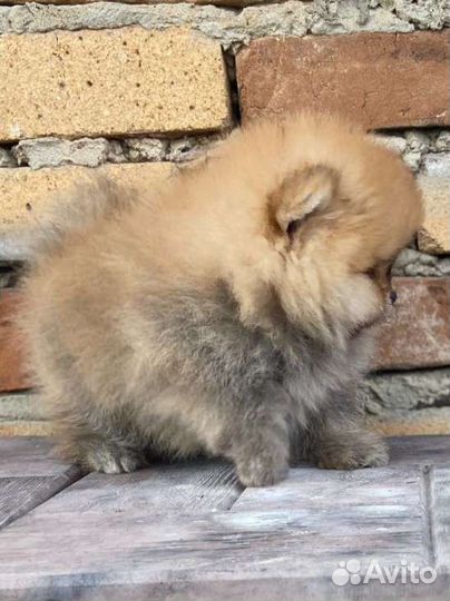 Померанский шпиц мини мальчик