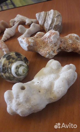 Набор ракушек и кораллов из Индийского океана