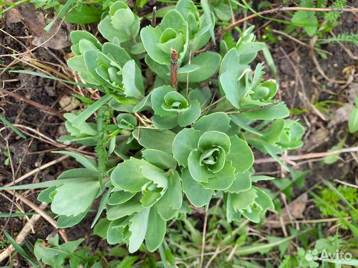 Цветы садовые