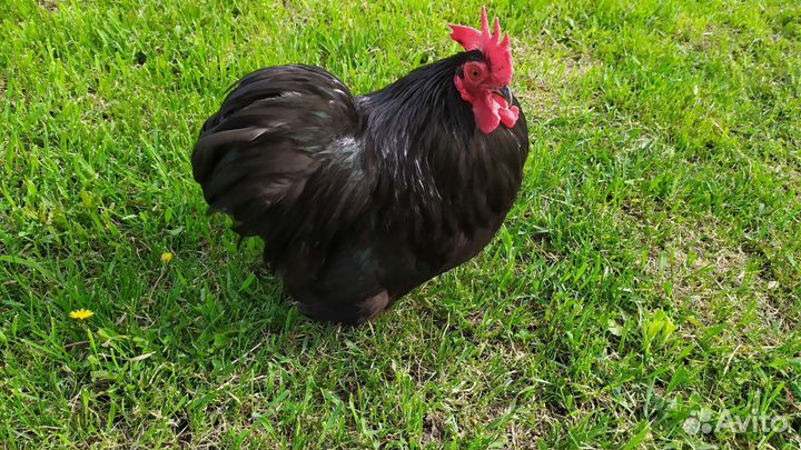 Куры карликовый кохинхин