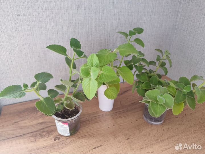 Мята домашняя Плектрантус