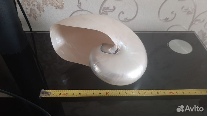 Морская раковина Наутилус