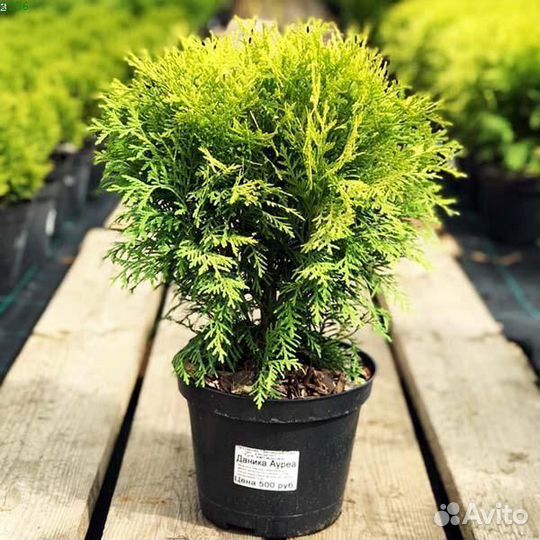 Туя Смарагд р9