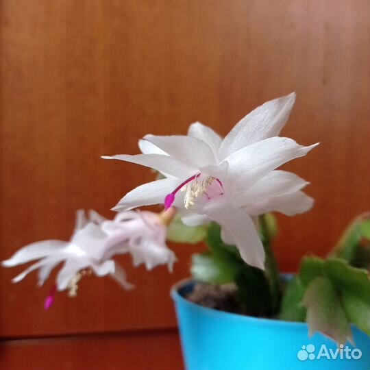 Белый, оранжевый, розовый декабрист (шлюмбергера)