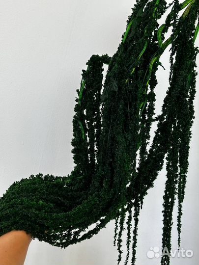 Амарант стабилизированный размер XL