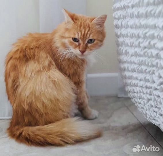 Рыжая кошечка Алиса