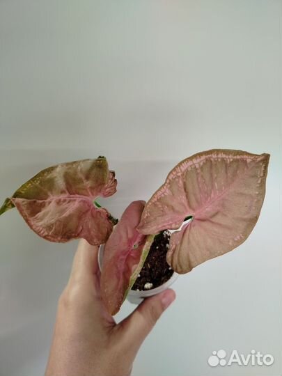 Сингониумы