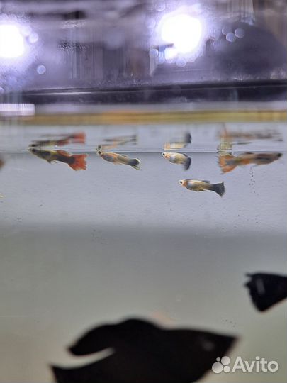 Мальки рыбок гуппи