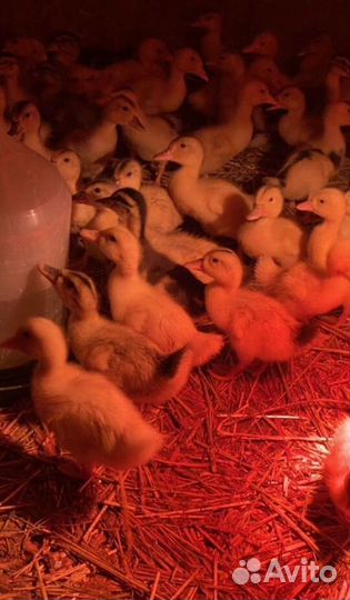 Гусята суточные