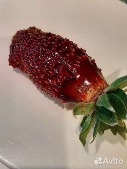 Рассада земклуника Купчиха