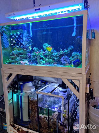 Морской аквариум 130 литров и 280 литров