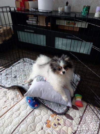 Зооняня,Догситтер