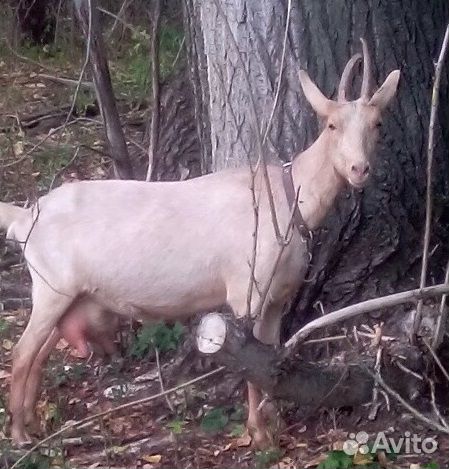 Козлы и козочки