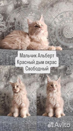 Котята Мейн-кун из питомника