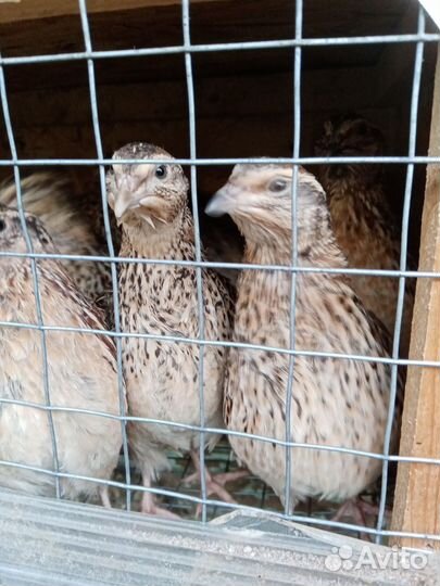 Яйца перепелиные домашние