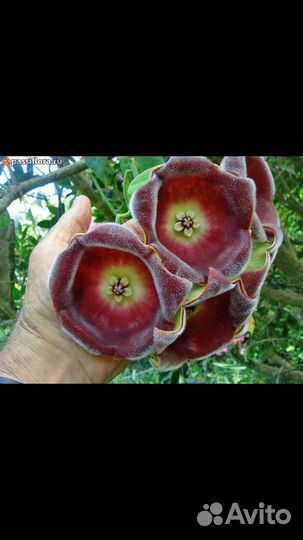 Хойя Лаутербаха