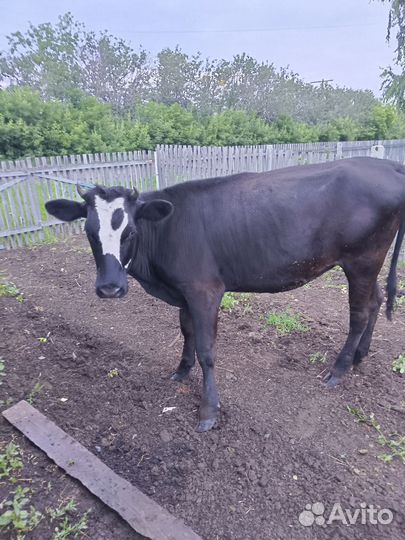 Телка стельная