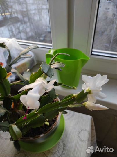 Декабрист взрослый цветок