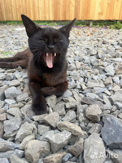 Кошки в добрые руки