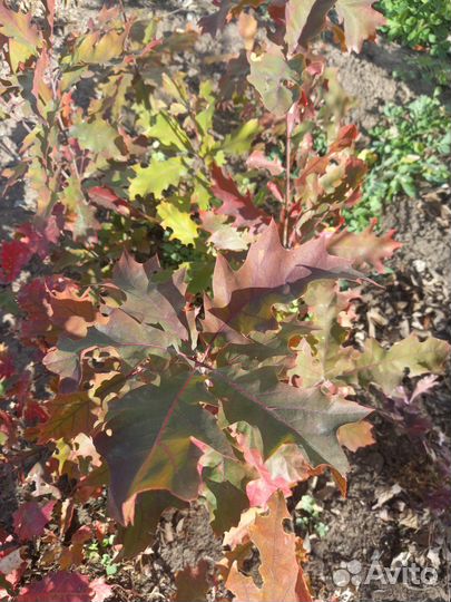 Дуб кленолистный (красный)