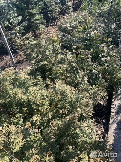 Декоративные Растения