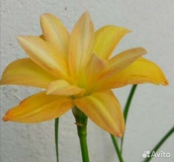 Зефирантес желтый, красный, белый, розовый